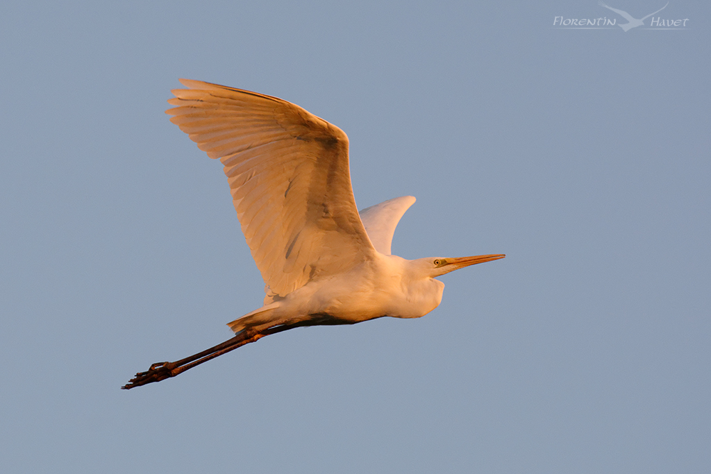 Grande Aigrette FH